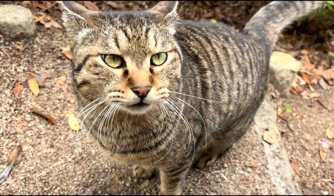 階段でもどこでも撫でろとニャンニャカ忙しい猫ニャッハー