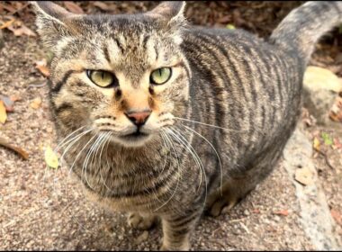 階段でもどこでも撫でろとニャンニャカ忙しい猫ニャッハー