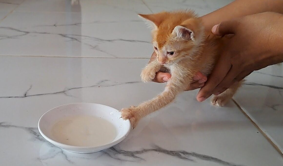保護子猫が生まれて初めてお皿でミルクを飲んだ結果こうなっちゃいました