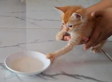 保護子猫が生まれて初めてお皿でミルクを飲んだ結果こうなっちゃいました
