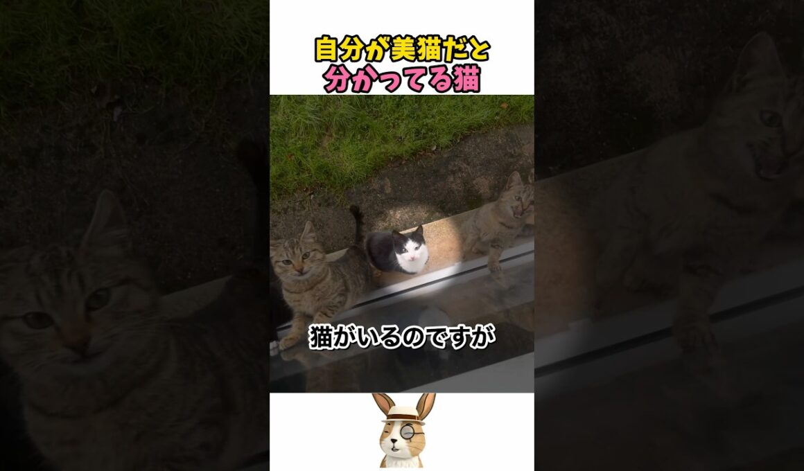 自分が美猫だと分かってる猫