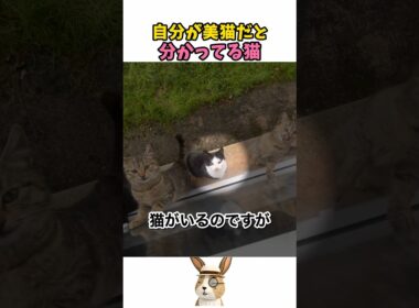 自分が美猫だと分かってる猫