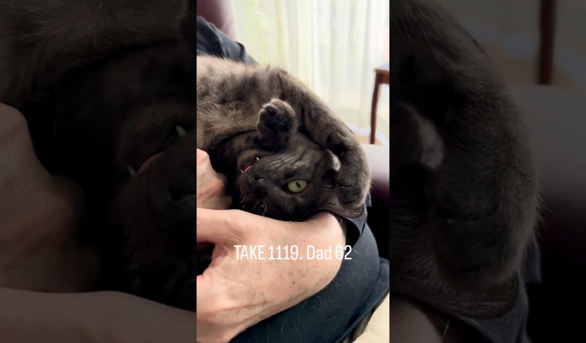 ちょっと可愛すぎんか、うちの猫🤣　空に向かい両手を広げ・・・異邦人🎵　今日は甘えん坊MAXだったね#egyptianmaucat #エジプシャンマウ #エジプシャンマウスモーク #shorts