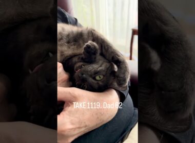 ちょっと可愛すぎんか、うちの猫🤣　空に向かい両手を広げ・・・異邦人🎵　今日は甘えん坊MAXだったね#egyptianmaucat #エジプシャンマウ #エジプシャンマウスモーク #shorts