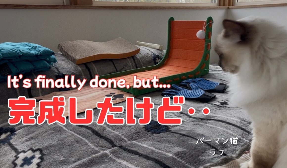 バーマン猫ラフ【完成したけど‥】It’s finally done, but...（バーマン猫）Birman/Cat