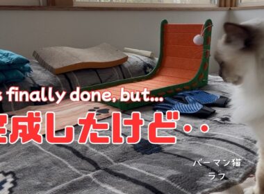 バーマン猫ラフ【完成したけど‥】It’s finally done, but...（バーマン猫）Birman/Cat