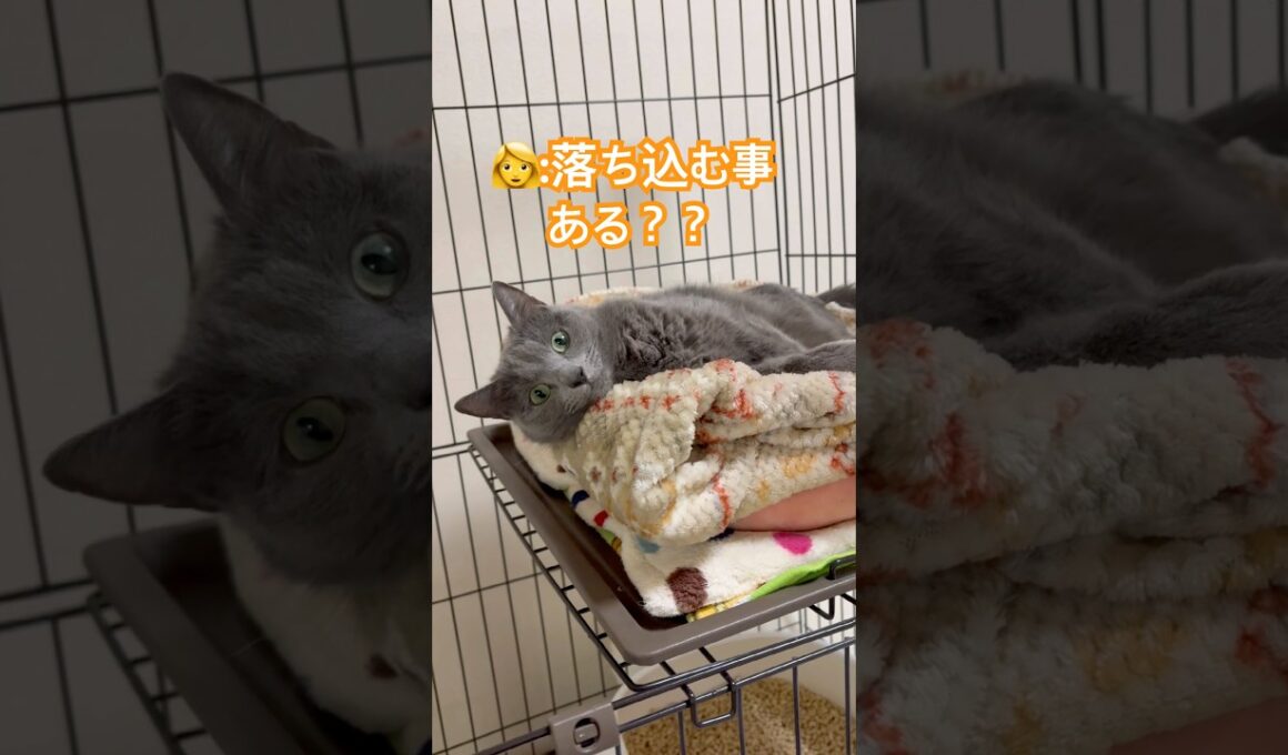 昼寝し過ぎちゃった猫❤️ #猫 #ロシアンブルー #catshorts #shorts