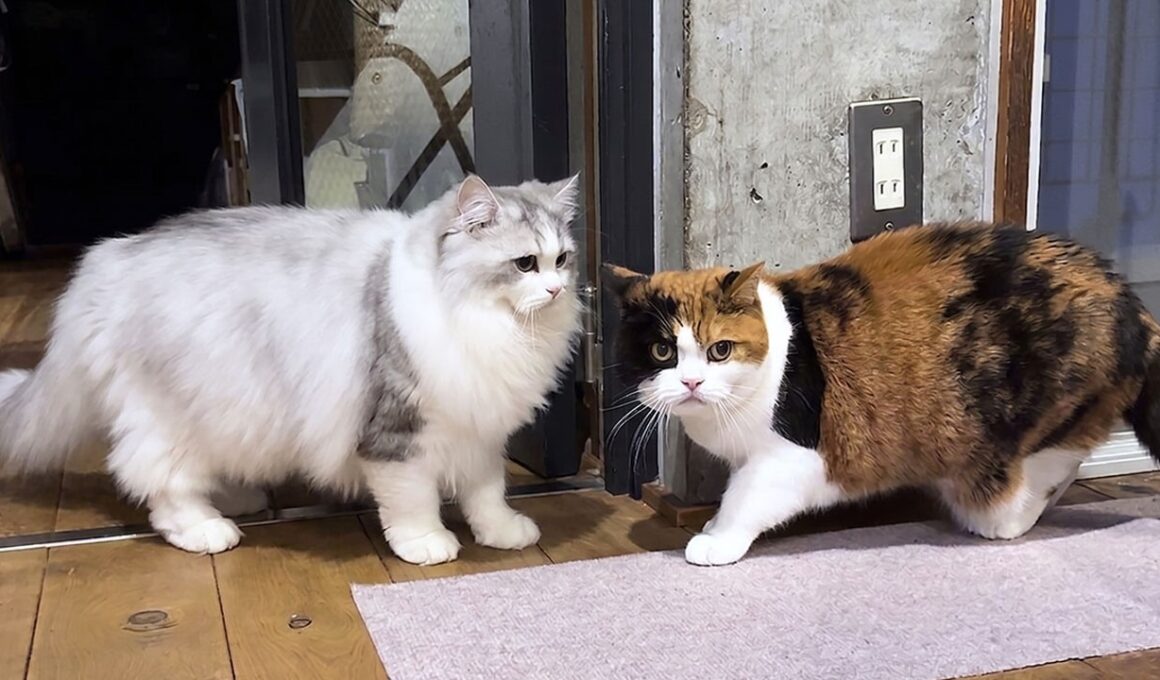 生まれて初めてママ猫と一緒に過ごした子猫の行動が可愛すぎる！