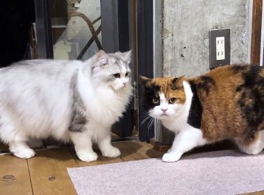 生まれて初めてママ猫と一緒に過ごした子猫の行動が可愛すぎる！