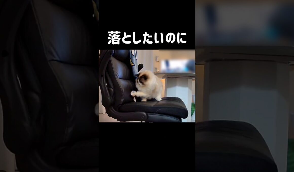 🐭 #shorts #猫 #ラグドール #甘えん坊猫 #もふもふ #猫のいる生活