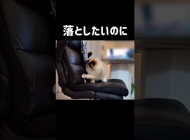 🐭 #shorts #猫 #ラグドール #甘えん坊猫 #もふもふ #猫のいる生活