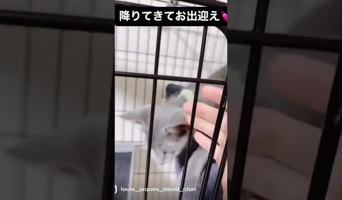 飼い主をゲージから出てお出迎えする子猫 【ロシアンブルーのルイ】