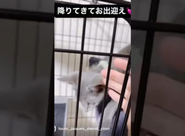 飼い主をゲージから出てお出迎えする子猫 【ロシアンブルーのルイ】