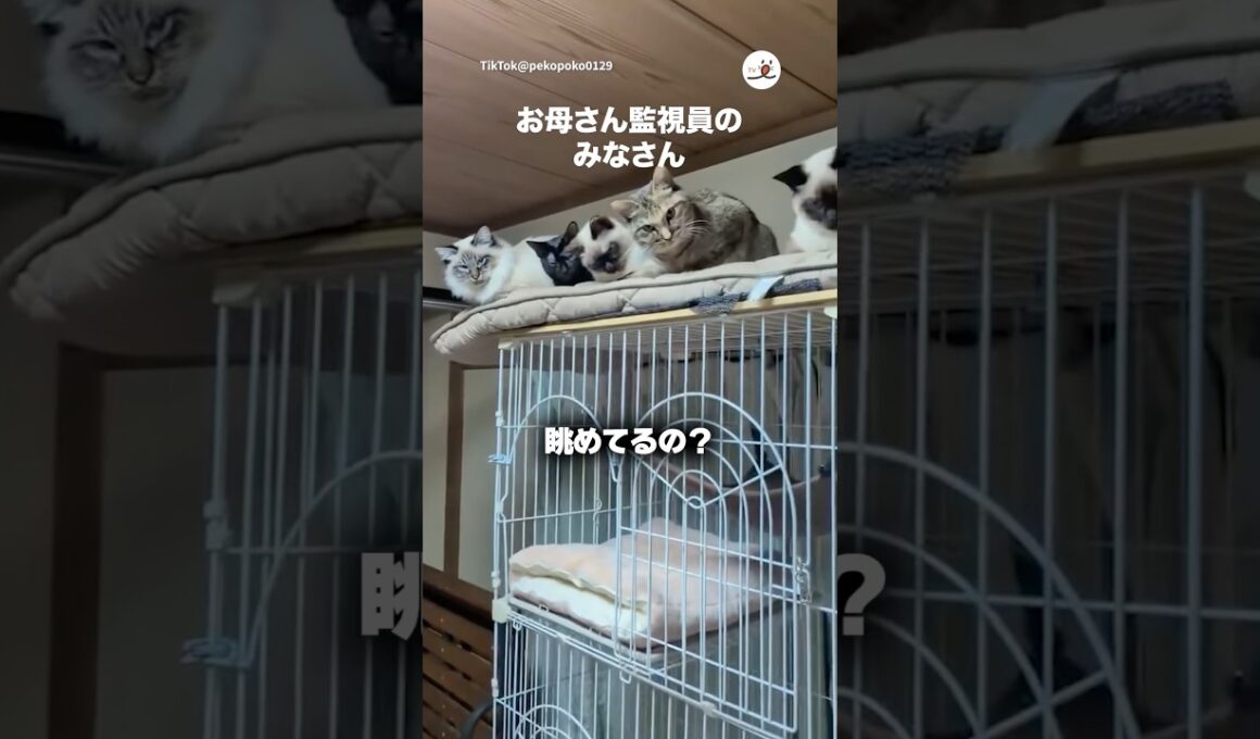 自分たちのお世話ちゃんとやってるか監視する猫たち｜PECO