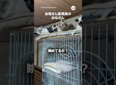自分たちのお世話ちゃんとやってるか監視する猫たち｜PECO