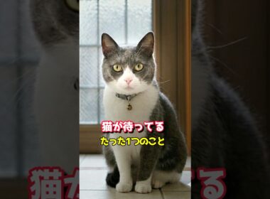 猫が待ってる“たった1つ”…気づいてる？ #猫の気持ち #猫との暮らし #猫好きさんと繋がりたい