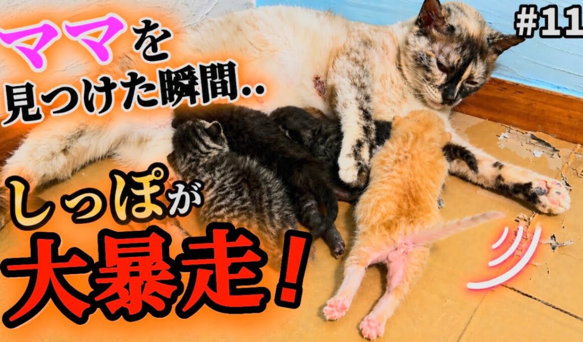 止まらない！元野良ママが産んだ子猫の尻尾が上機嫌すぎる