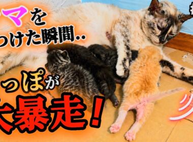 止まらない！元野良ママが産んだ子猫の尻尾が上機嫌すぎる