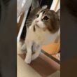 みんな大好きぴーーーちくん💕 #cat #ねこ動画 #アメリカンカール