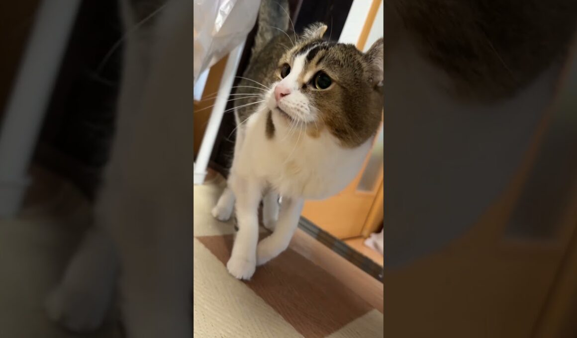 みんな大好きぴーーーちくん💕 #cat #ねこ動画 #アメリカンカール