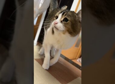 みんな大好きぴーーーちくん💕 #cat #ねこ動画 #アメリカンカール