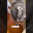 グダグダ #ねこ動画 #アメリカンカール