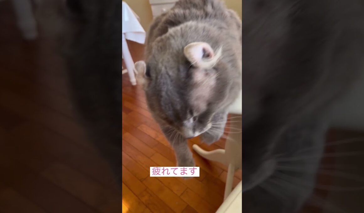 グダグダ #ねこ動画 #アメリカンカール