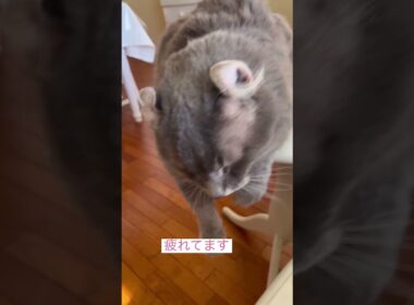 グダグダ #ねこ動画 #アメリカンカール