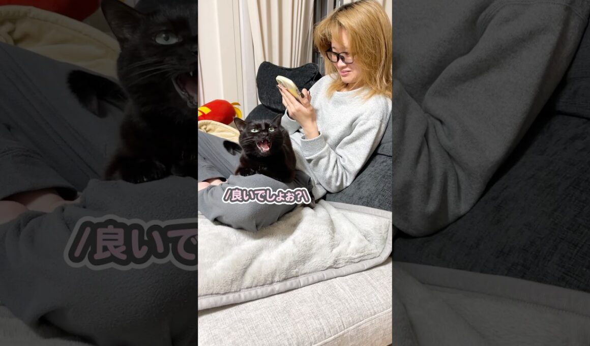 「羨ましいでしょ？」と、パパに向かって自慢気にお話する猫