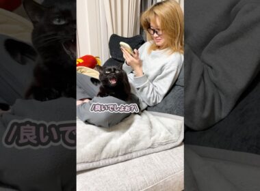 「羨ましいでしょ？」と、パパに向かって自慢気にお話する猫