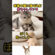 母猫の懐に潜り込む赤ちゃんワンコ