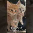 🐱我が家に来てくれてありがとう   #cat #kitten #猫 #子猫 #ねこ #こねこ #保護猫  #shorts  #猫のいる暮らし