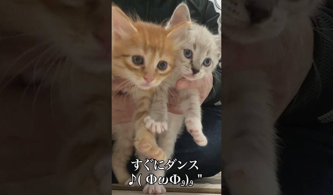 🐱我が家に来てくれてありがとう   #cat #kitten #猫 #子猫 #ねこ #こねこ #保護猫  #shorts  #猫のいる暮らし