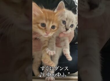 🐱我が家に来てくれてありがとう   #cat #kitten #猫 #子猫 #ねこ #こねこ #保護猫  #shorts  #猫のいる暮らし