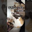 【デボンレックス】 #デボンレックス #devonrex #goldenrex #emeraldspirit #shorts #子猫 #デボンレックスブリーダー #kitten #cat #愛知県