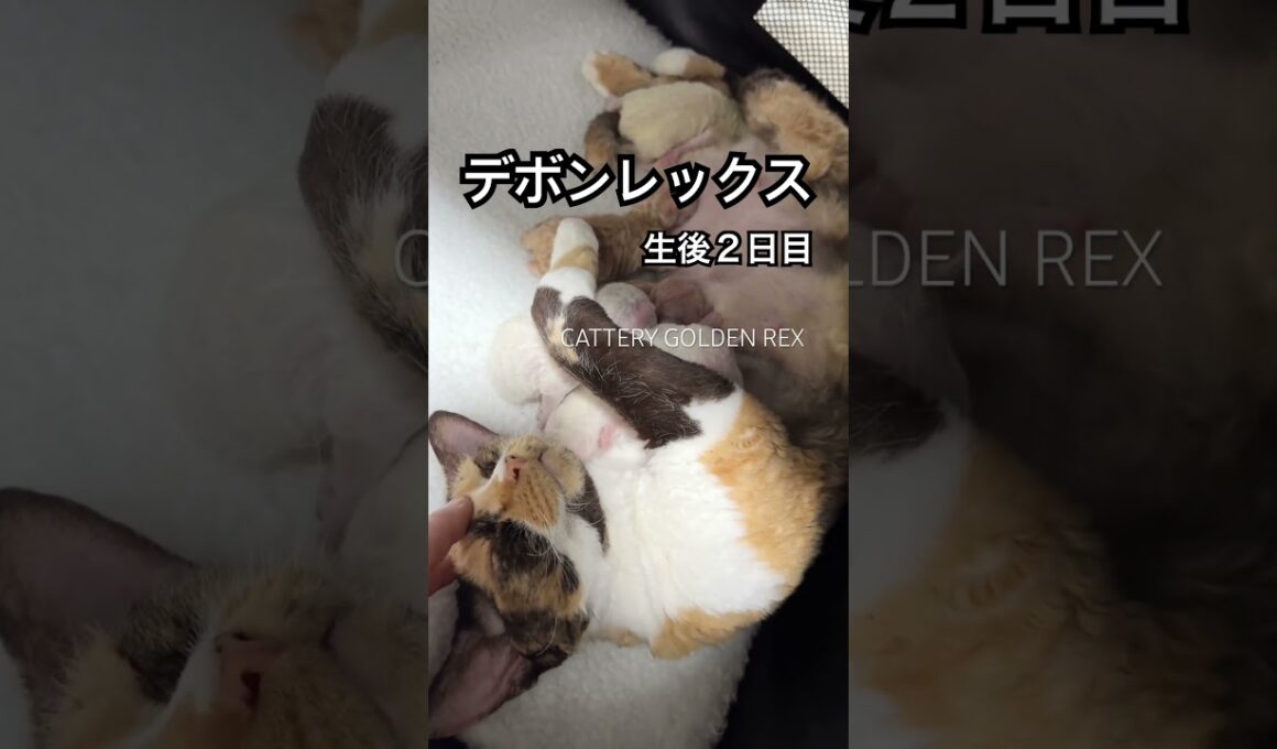 【デボンレックス】 #デボンレックス #devonrex #goldenrex #emeraldspirit #shorts #子猫 #デボンレックスブリーダー #kitten #cat #愛知県