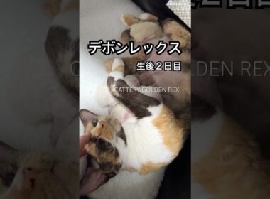 【デボンレックス】 #デボンレックス #devonrex #goldenrex #emeraldspirit #shorts #子猫 #デボンレックスブリーダー #kitten #cat #愛知県