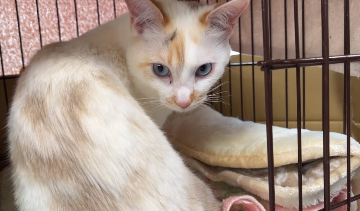 ケージに入っちゃった⁉️あおちゃんどうした？