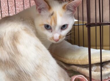 ケージに入っちゃった⁉️あおちゃんどうした？