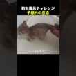 子猫の初お風呂チャレンジ…その結果は？