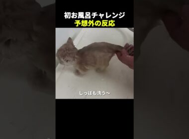 子猫の初お風呂チャレンジ…その結果は？