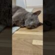20260423 #shorts #cat #ロシアンブルー #猫