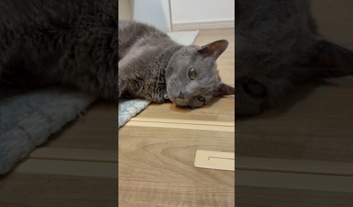 20260423 #shorts #cat #ロシアンブルー #猫