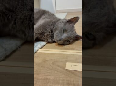 20260423 #shorts #cat #ロシアンブルー #猫