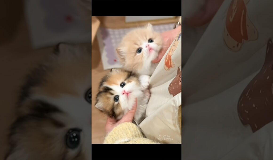 ❤️🥰めちゃくちゃ可愛い子猫たち #cat #kitten #子猫 #cute #catvideos #meow