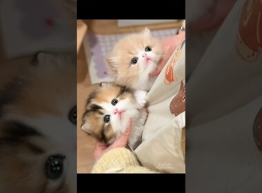 ❤️🥰めちゃくちゃ可愛い子猫たち #cat #kitten #子猫 #cute #catvideos #meow