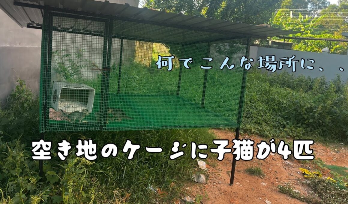 空き地に子猫がいた理由