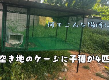 空き地に子猫がいた理由