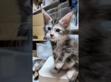 美人さんのメインクーン赤ちゃん鈴奈ちゃん