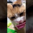 【三毛猫】おやつが美味しかったミケ
